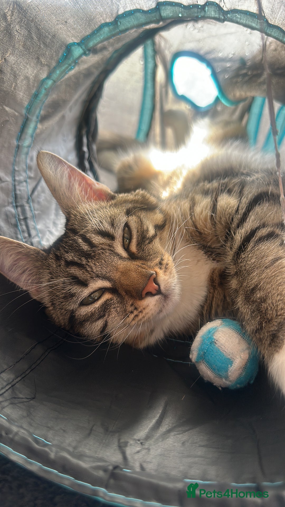 Mixed Breed cats for sale: Tabby Ragdoll for sale - Advert 2