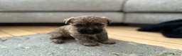 Cairn Terrier dogs for sale: Cairn terrier pups  - Advert 15