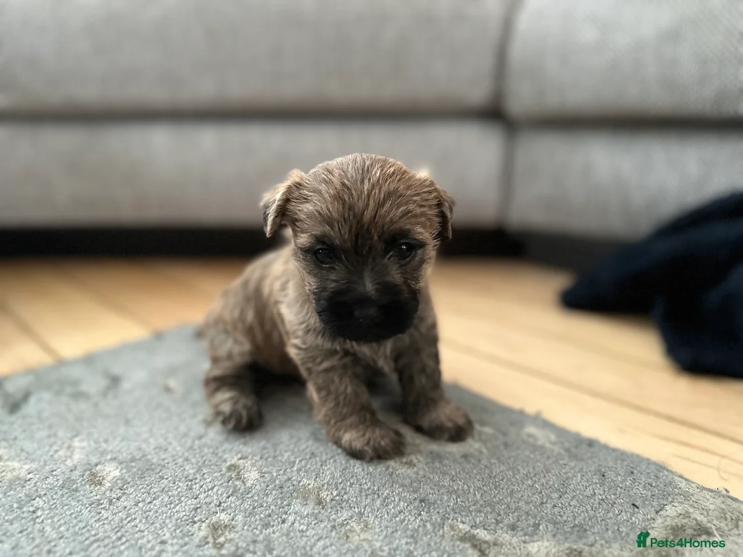 Cairn Terrier dogs for sale: Cairn terrier pups  - Advert 15
