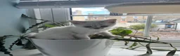British Shorthair cats for sale: Beautiful BSH kittens  - Advert 15