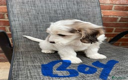 Cockapoo dogs for sale: Beautiful Cockapoo puppies - Image 8