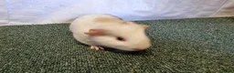 Guinea Pig rodents for sale: Guinea pigs  in Usk - Advert 20