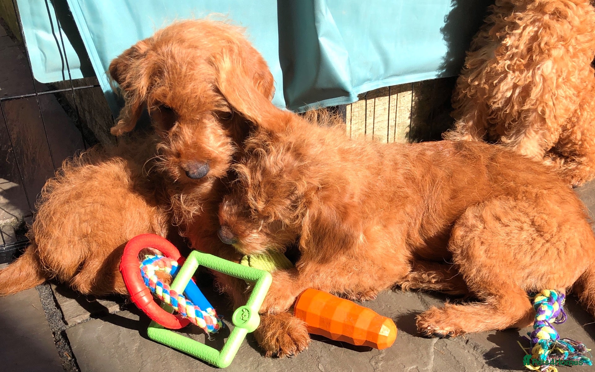 Labradoodle dogs keiras red fox miniature labradoodles  - Advert 2