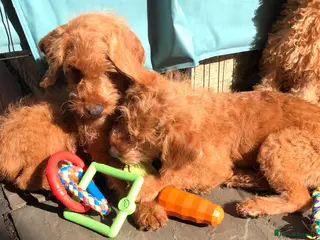 Labradoodle dogs keiras red fox miniature labradoodles - Advert 2