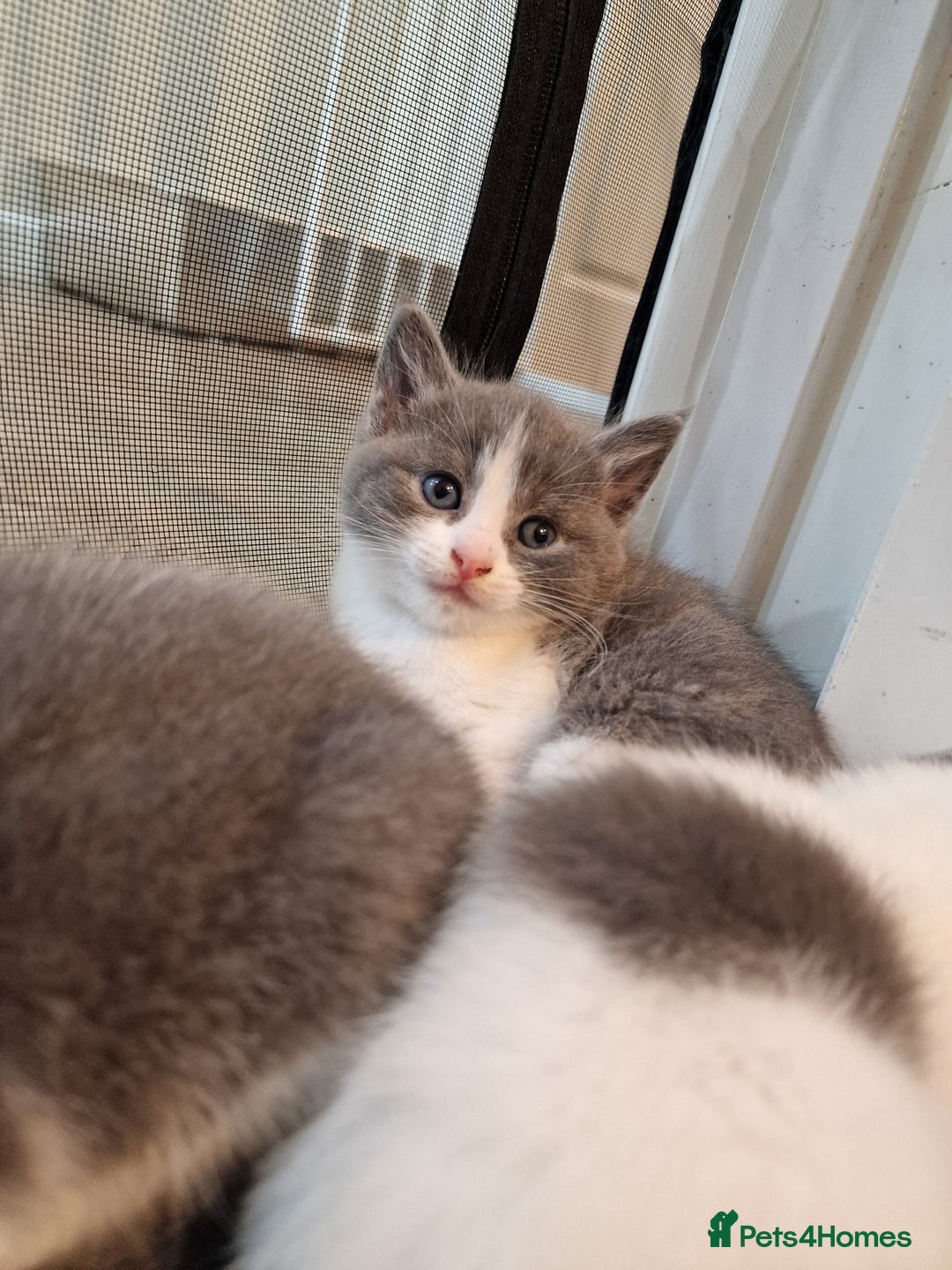 RagaMuffin cats for sale: 3 grey and white female kittens  - Image 7