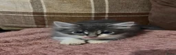 Mixed Breed cats for sale: 3 beautiful male kittens (dad is Persian)  - Advert 5