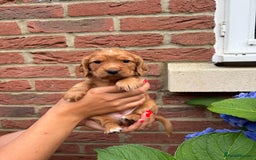 Cocker Spaniel dogs for sale: Health Tested Clear Cocker Spaniel Puppies  - Image 25