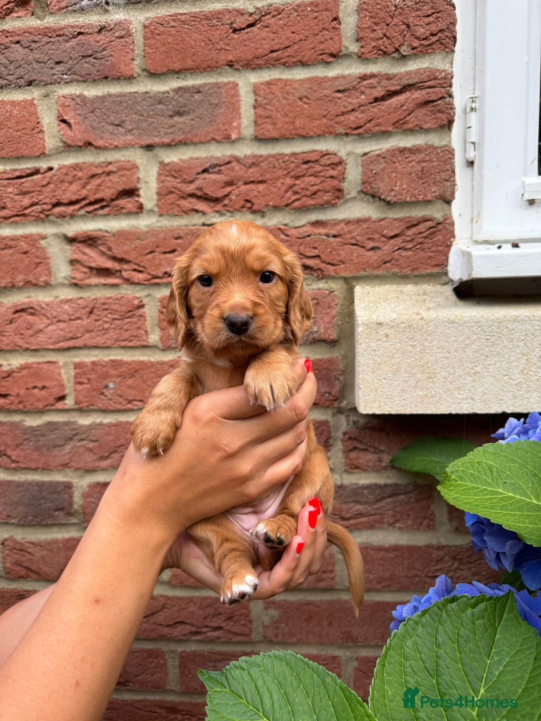 Cocker Spaniel dogs for sale: Health Tested Clear Cocker Spaniel Puppies  - Image 25