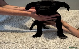 Cane Corso dogs for sale: Beautiful Litter Of Cane Corso Puppys - Image 24