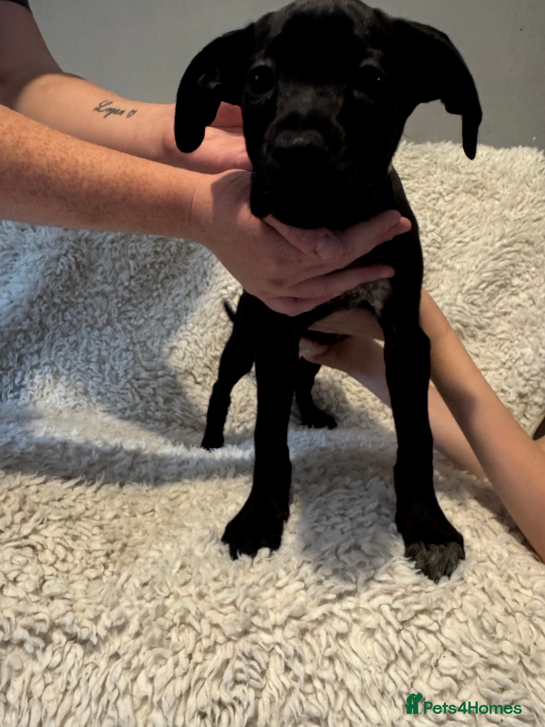 Cane Corso dogs for sale: Beautiful Litter Of Cane Corso Puppys - Image 24