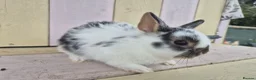 Netherland Dwarf rabbits for sale: 🩵PRETTIEST NETHERLAND DWARF COLOURED BABIES 🩷 - Advert 7