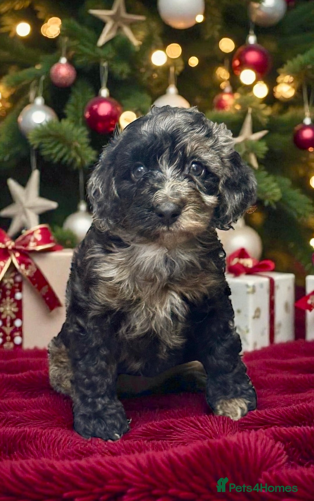 Toy Poodle dogs for stud: 5* health checked merle toy poodle licensed DNA  - Advert 8