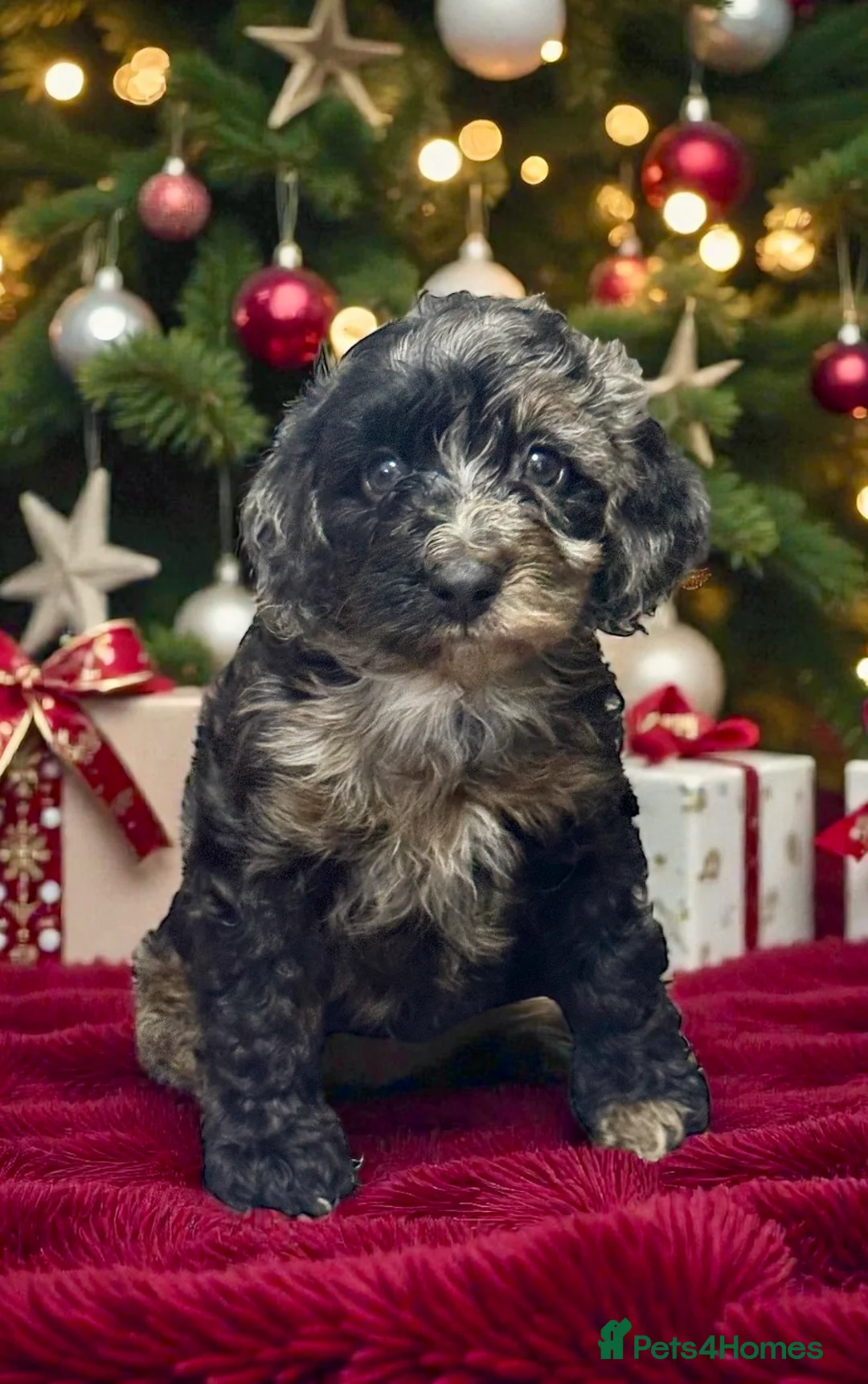 Toy Poodle dogs for stud: 5* health checked merle toy poodle licensed DNA  - Advert 16