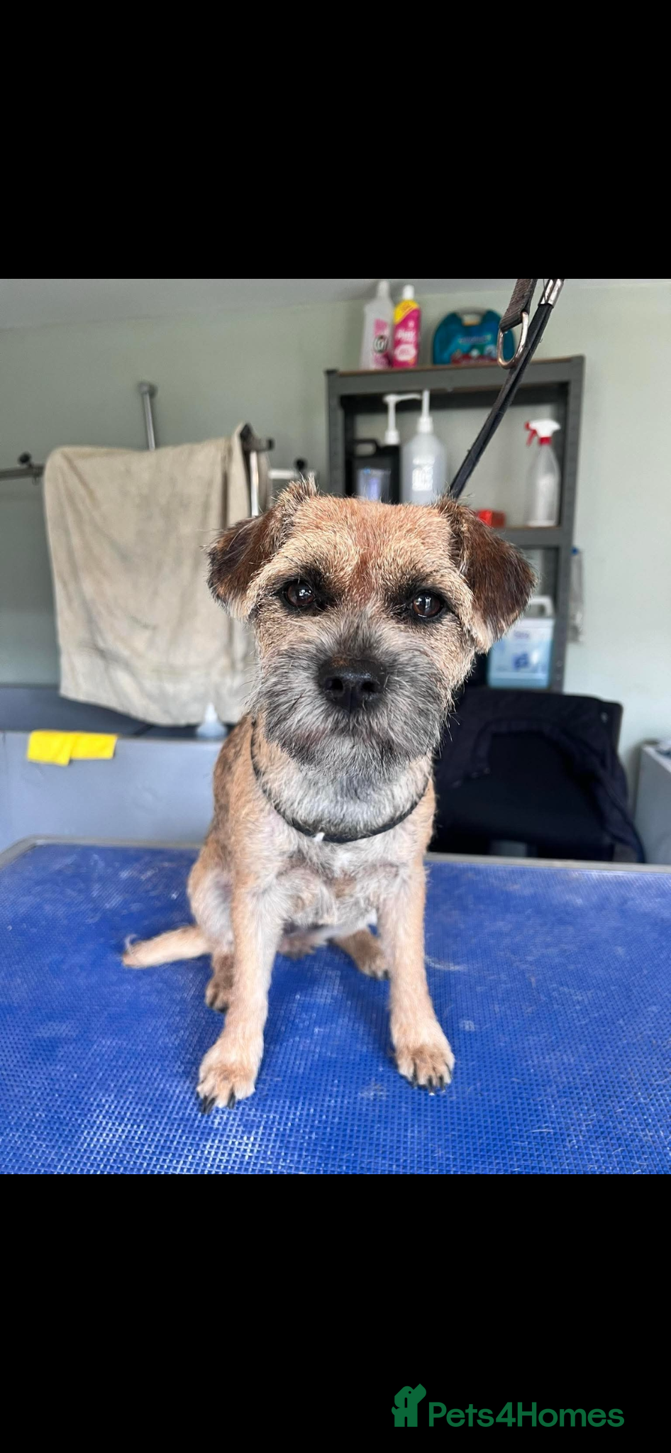 Border Terrier dogs KC Registered, family home raised Border Terrier - Advert 1