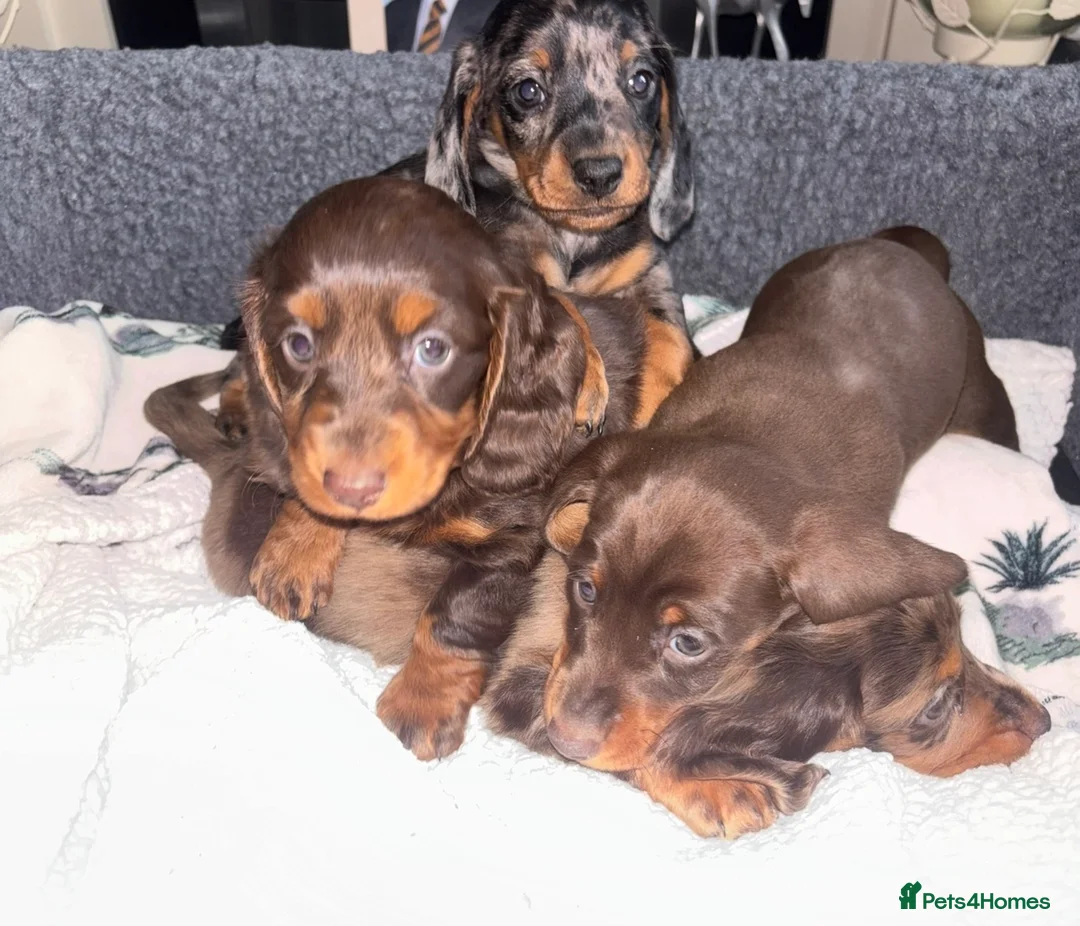 Dachshund dogs for sale: Miniature dachshund puppies 🐶long: smooth hair  - Advert 21