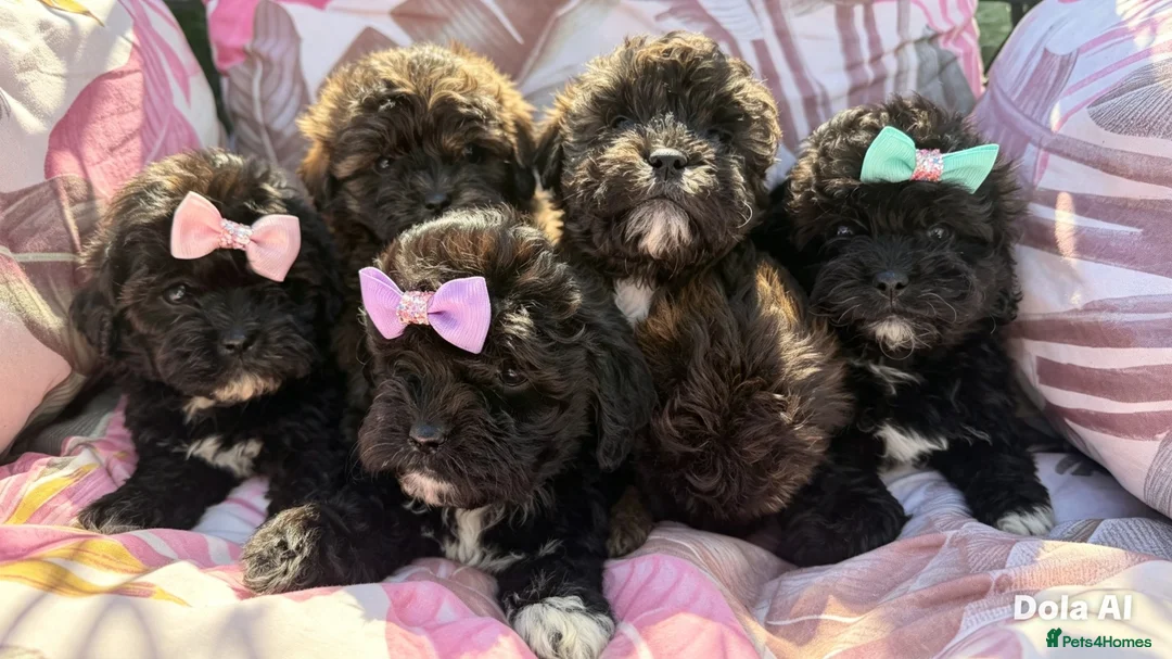 Shihpoo dogs for sale:  Shih Tzu x Toy Poodle (Shih Poo)  in Bishop Auckland - Advert 1