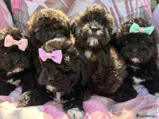 Shihpoo dogs Shih Tzu x Toy Poodle (Shih Poo) - Advert 1