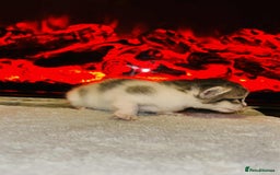 Domestic Shorthair cats for sale: Adorable Kittens! 🐾 - Image 12