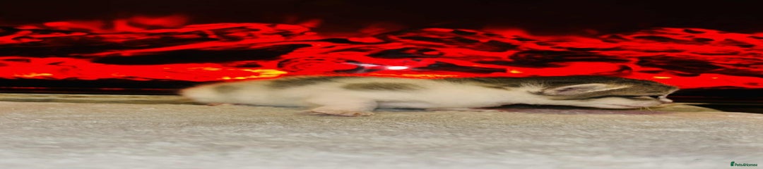 Domestic Shorthair Kitten 3