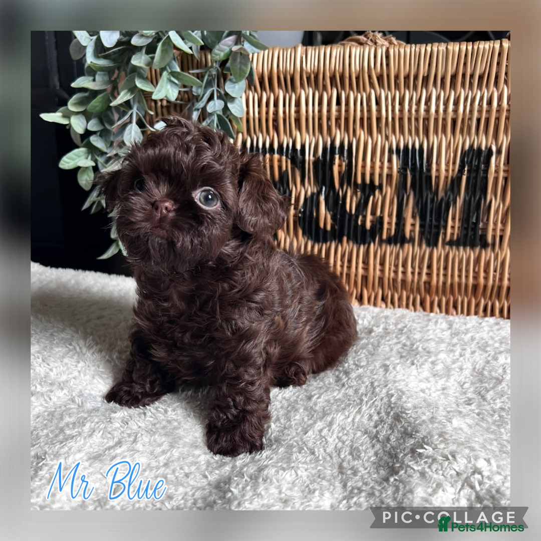 Shih Tzu dogs for sale: Stunning KC chocolate imperial Shihtzu puppies - Image 32