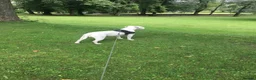 Staffordshire Bull Terrier dogs for sale: Staffy cross in Colne - Advert 6