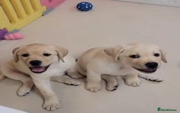 Labrador Retriever dogs for sale: Labrador puppies  - Image 7