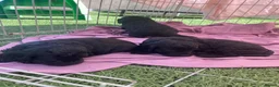 Cockapoo dogs for sale: F1 Cockapoos in Caerphilly - Advert 15