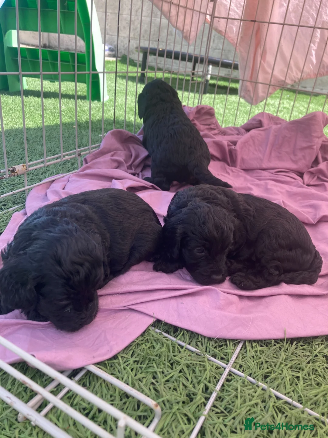 Cockapoo dogs for sale: F1 Cockapoos in Caerphilly - Advert 15