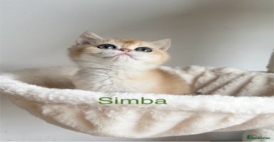 British Shorthair cats - Advert 6