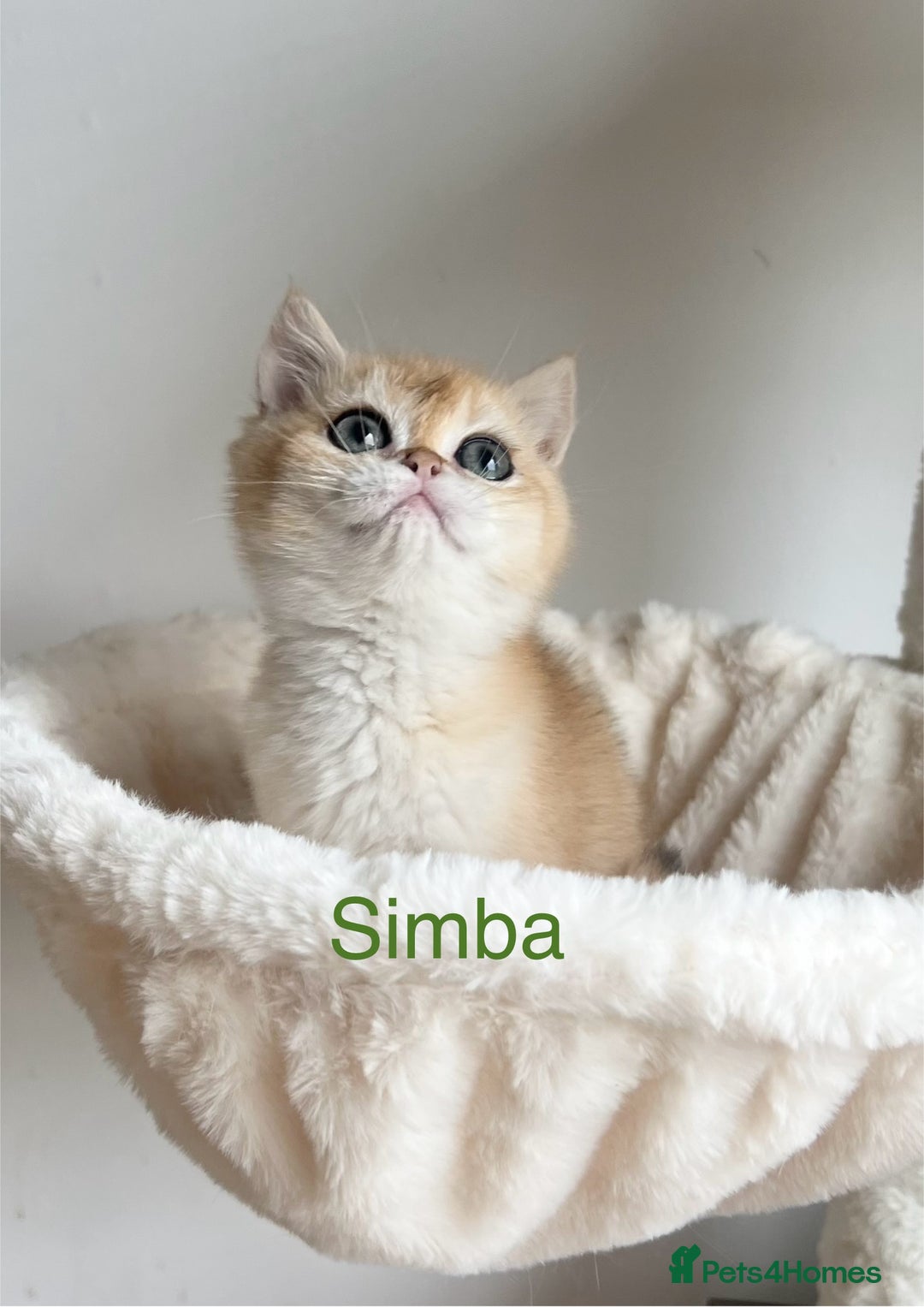 British Shorthair cats for sale: Rare NY12 British Shorthair Kittens  - Image 3