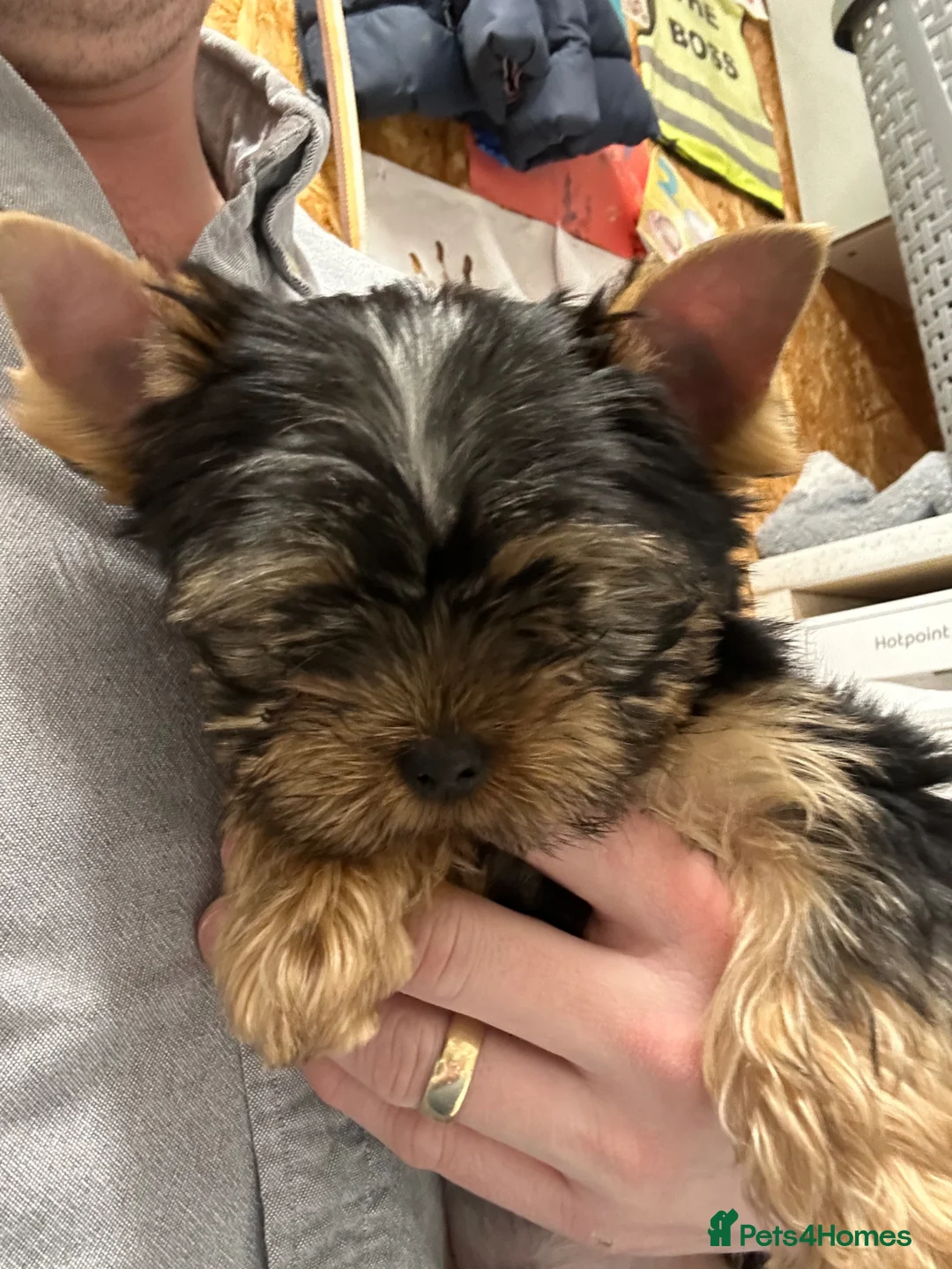 Yorkshire Terrier dogs for stud: Yorkshire terrier in Maidstone - Advert 1