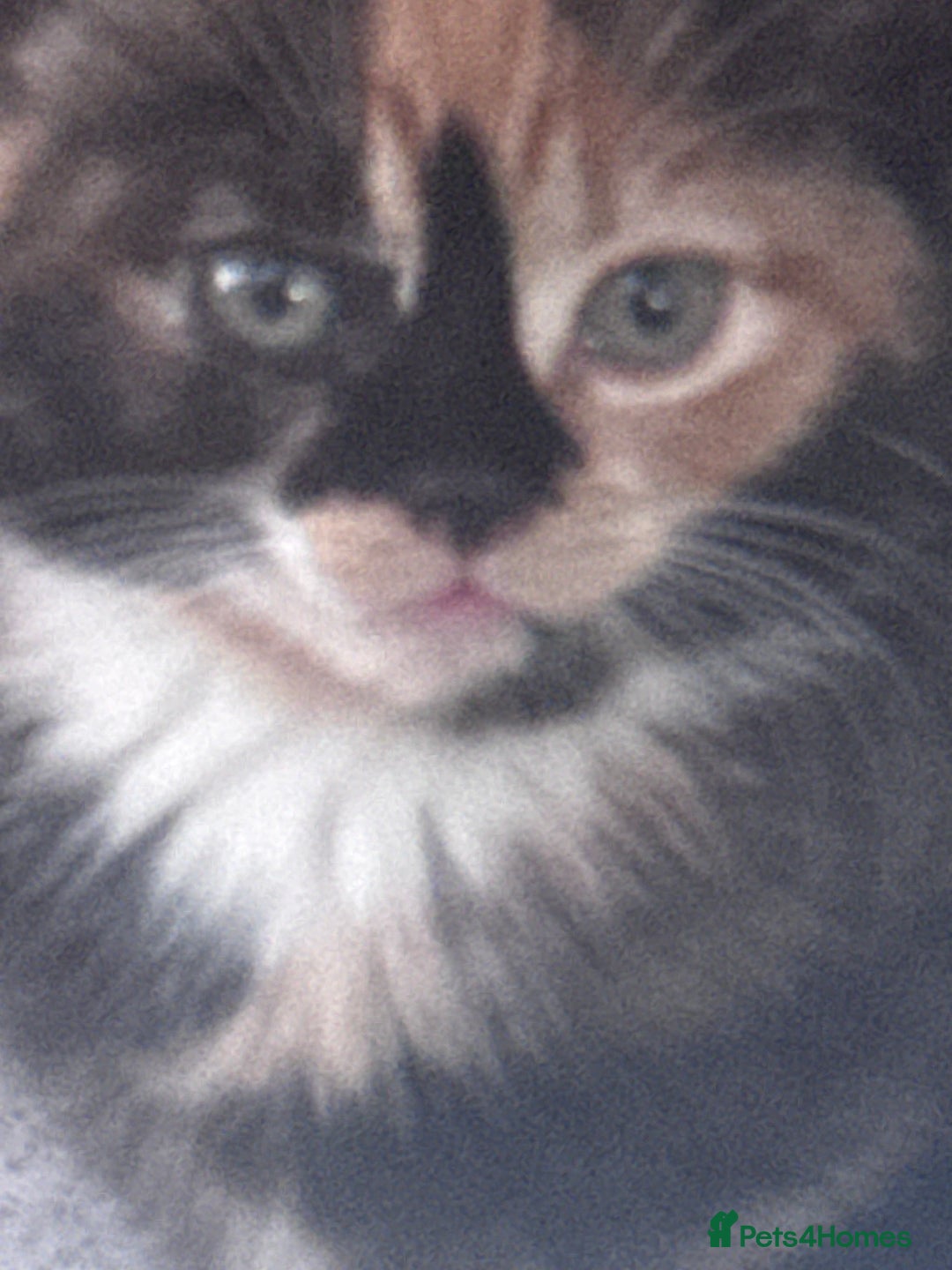 Mixed Breed cats for sale: cute kittens  - Image 23