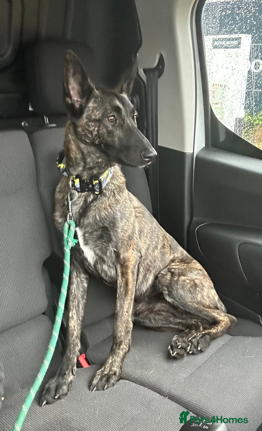 Belgian Shepherd Dog dogs for sale: Dutch Herder  - Advert 1