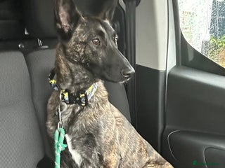 Belgian Shepherd Dog dogs Dutch Herder - Advert 8