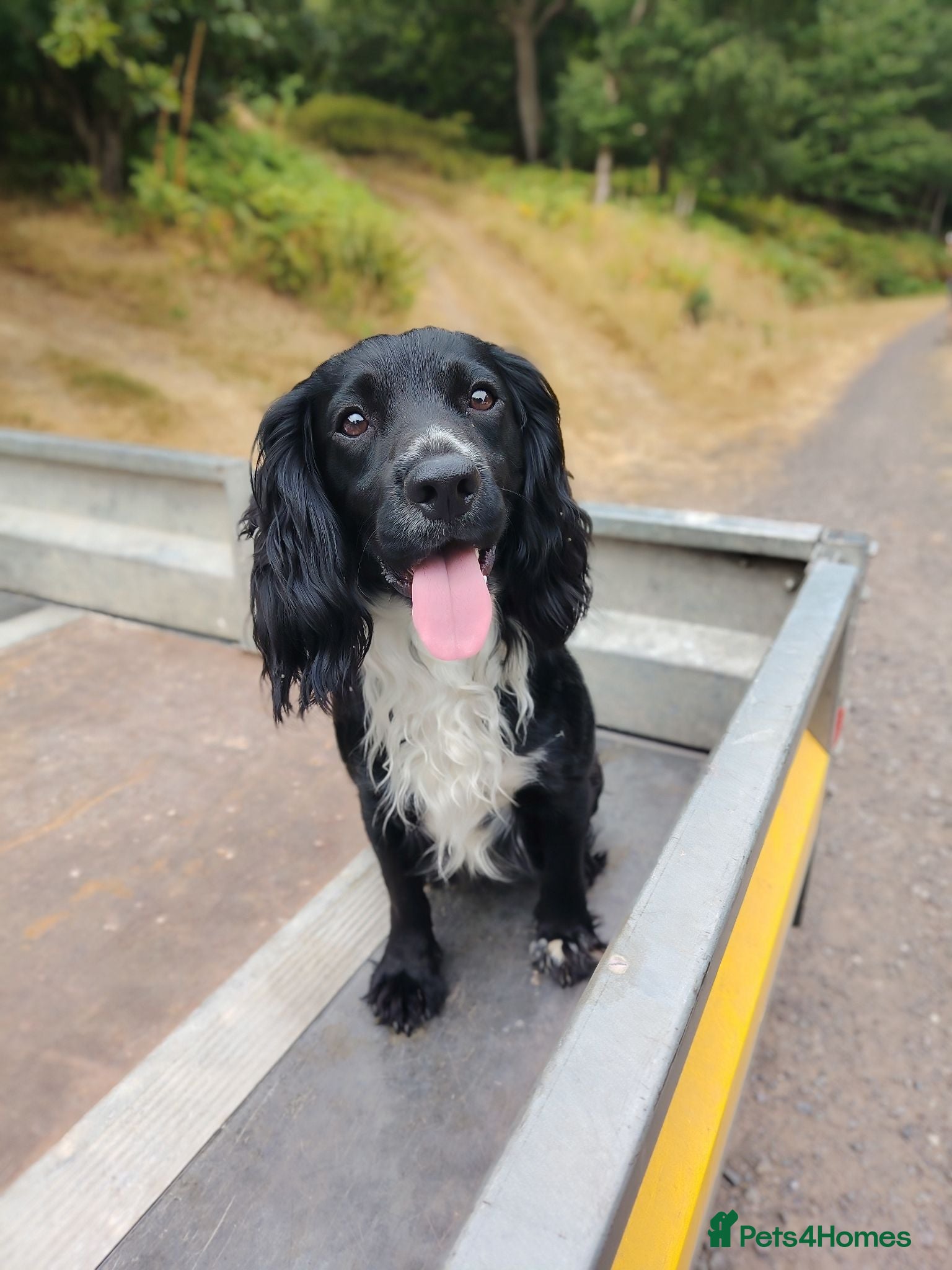 Cocker Spaniel dogs For Stud - working cocker spaniel  - Advert 2