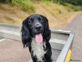 Cocker Spaniel dogs For Stud - working cocker spaniel - Advert 2