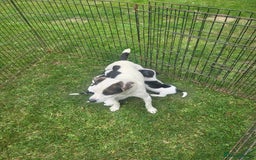 Jack Russell dogs for sale: Puppies  - Image 7