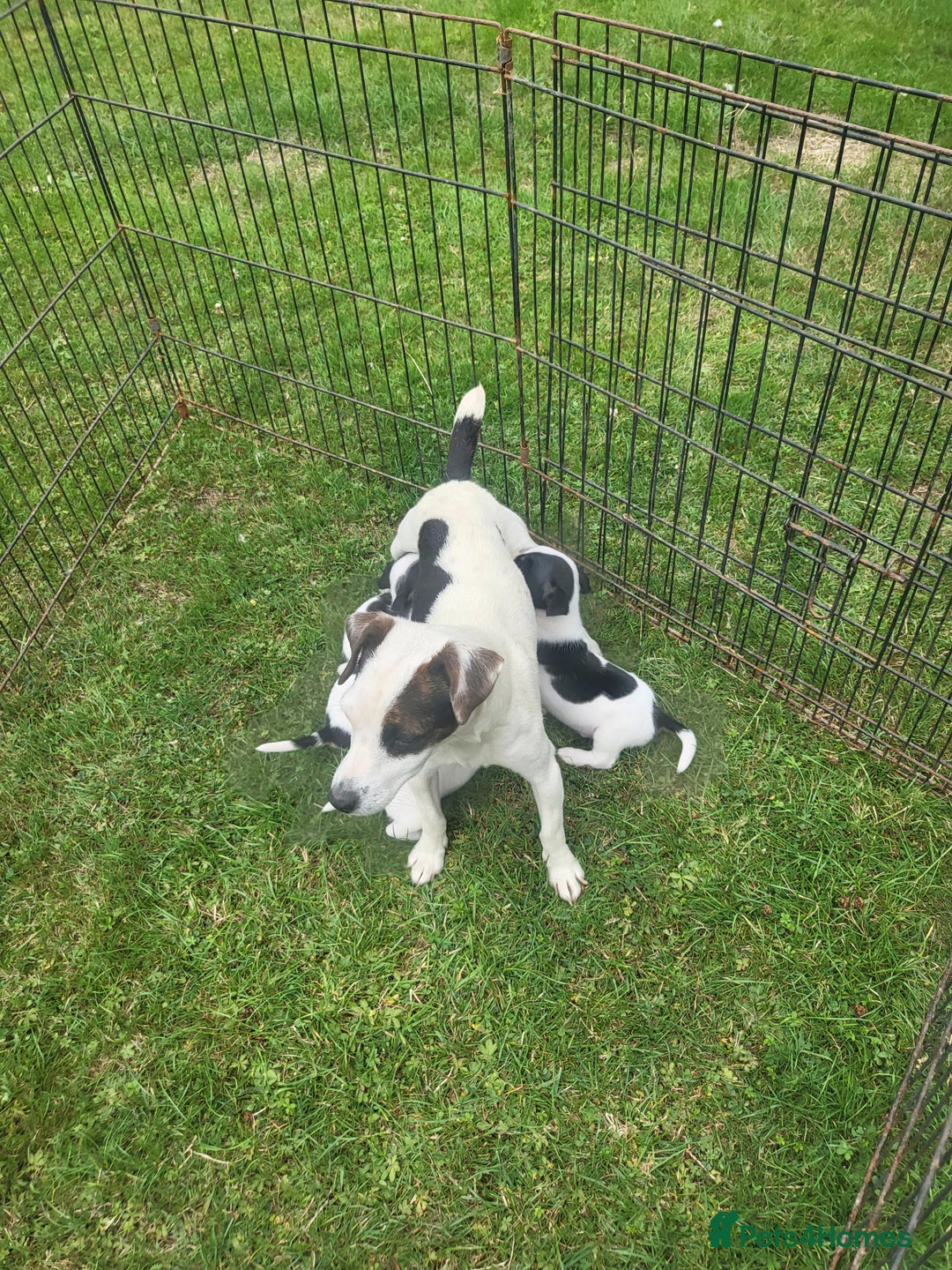 Jack Russell dogs for sale: Puppies  - Image 7