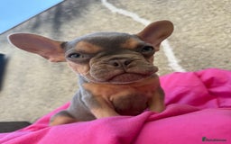 French Bulldog dogs for sale: 🔥READY TODAY Quality KC French Bulldog Puppies✨🔥 - Image 10