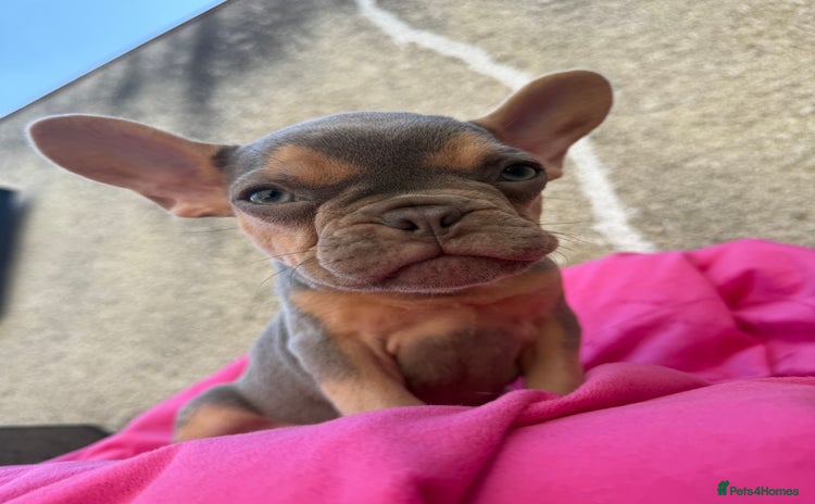 French Bulldog dogs - Advert 8