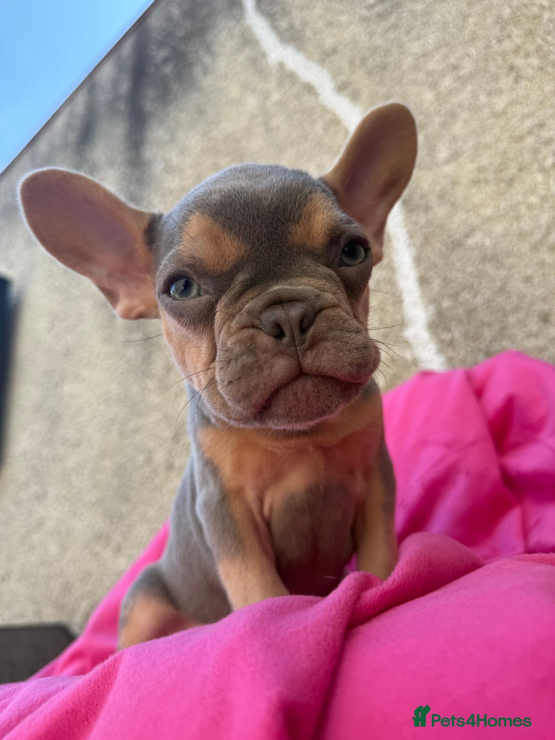French Bulldog dogs for sale: 🔥READY TODAY Quality KC French Bulldog Puppies✨🔥 - Image 10