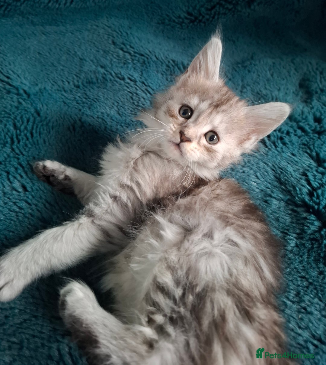 Maine Coon cats for sale: Tica Registered Maine Coon Kittens - Advert 8