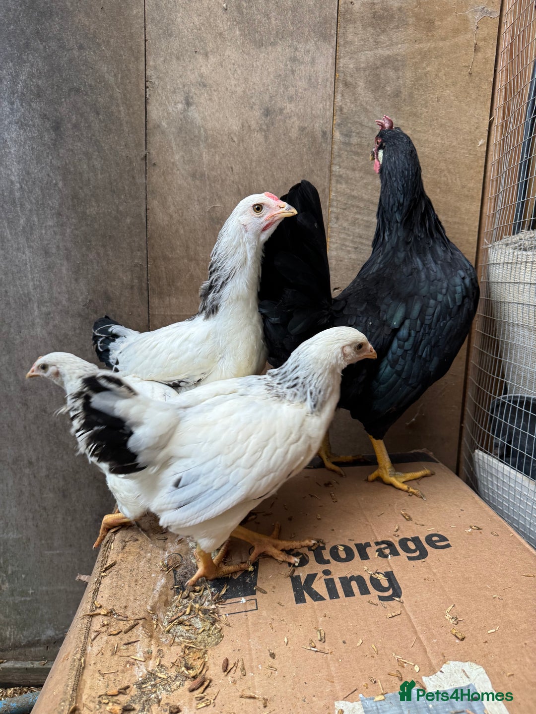 Hens poultry for sale: Beautiful hens for sale  - Advert 2