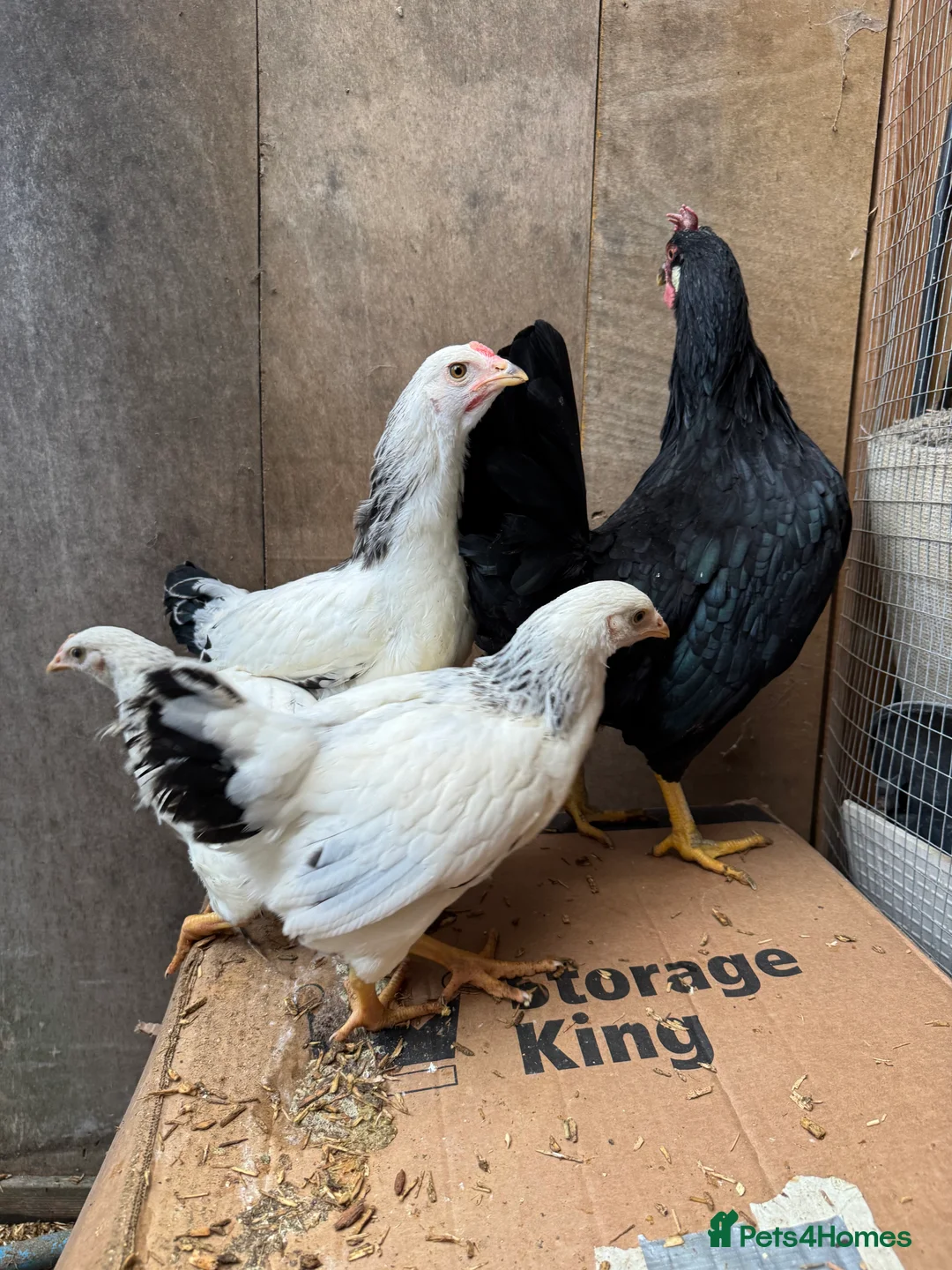 Hens poultry for sale: Beautiful hens for sale  - Advert 2