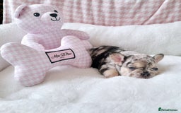 French Bulldog dogs for sale: French bulldog , merle, platinum, fluffy carriers. - Image 24