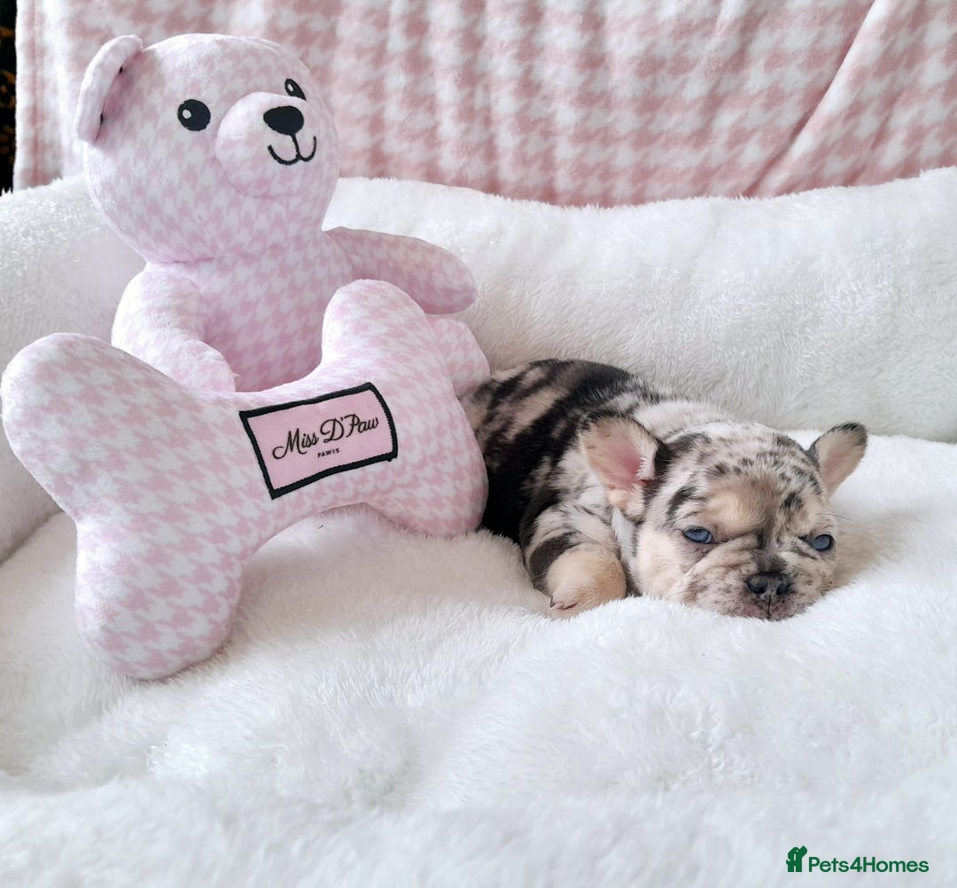French Bulldog dogs for sale: French bulldog , merle, platinum, fluffy carriers. - Image 24