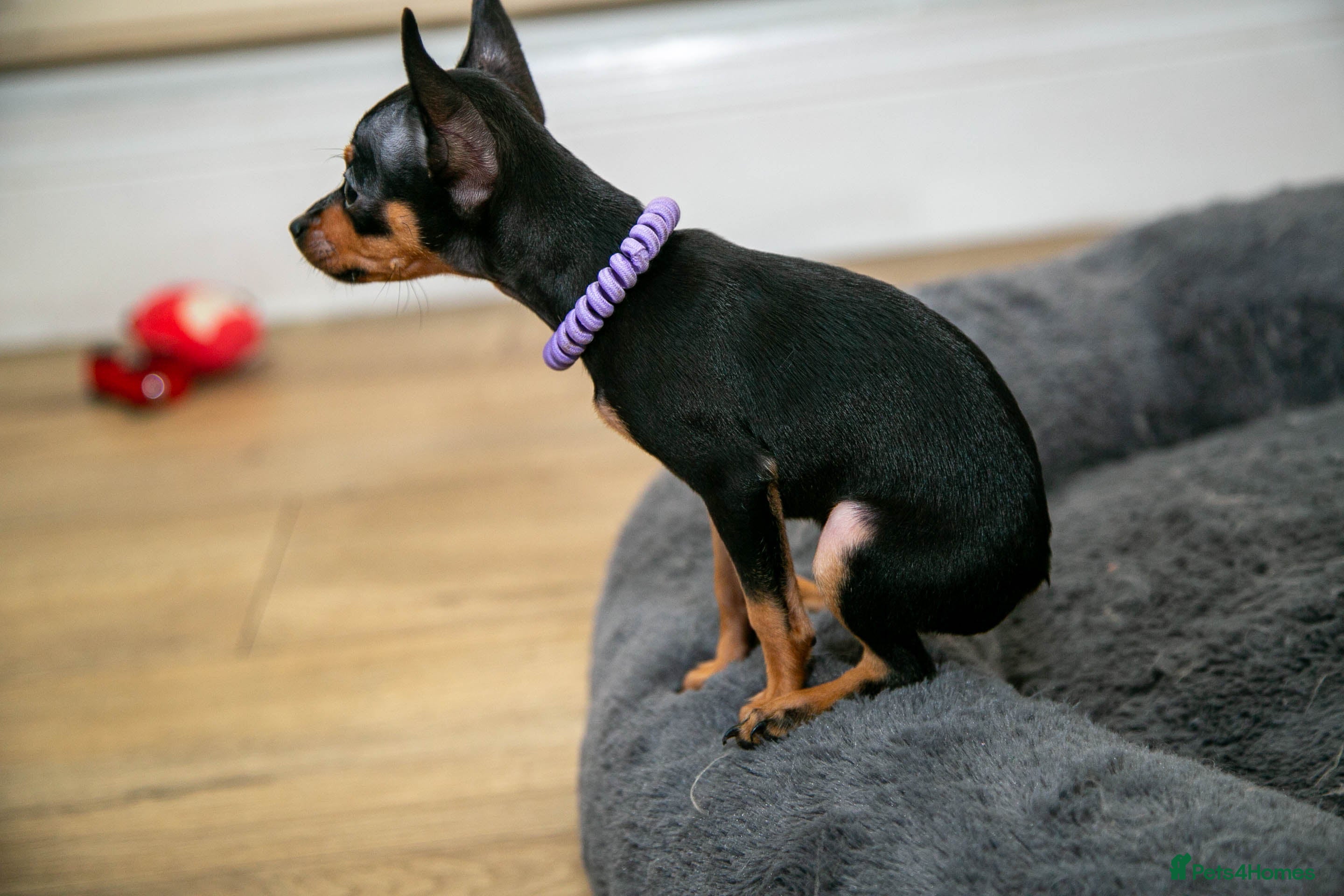 Miniature Pinscher dogs Miniature pinchers - Advert 2