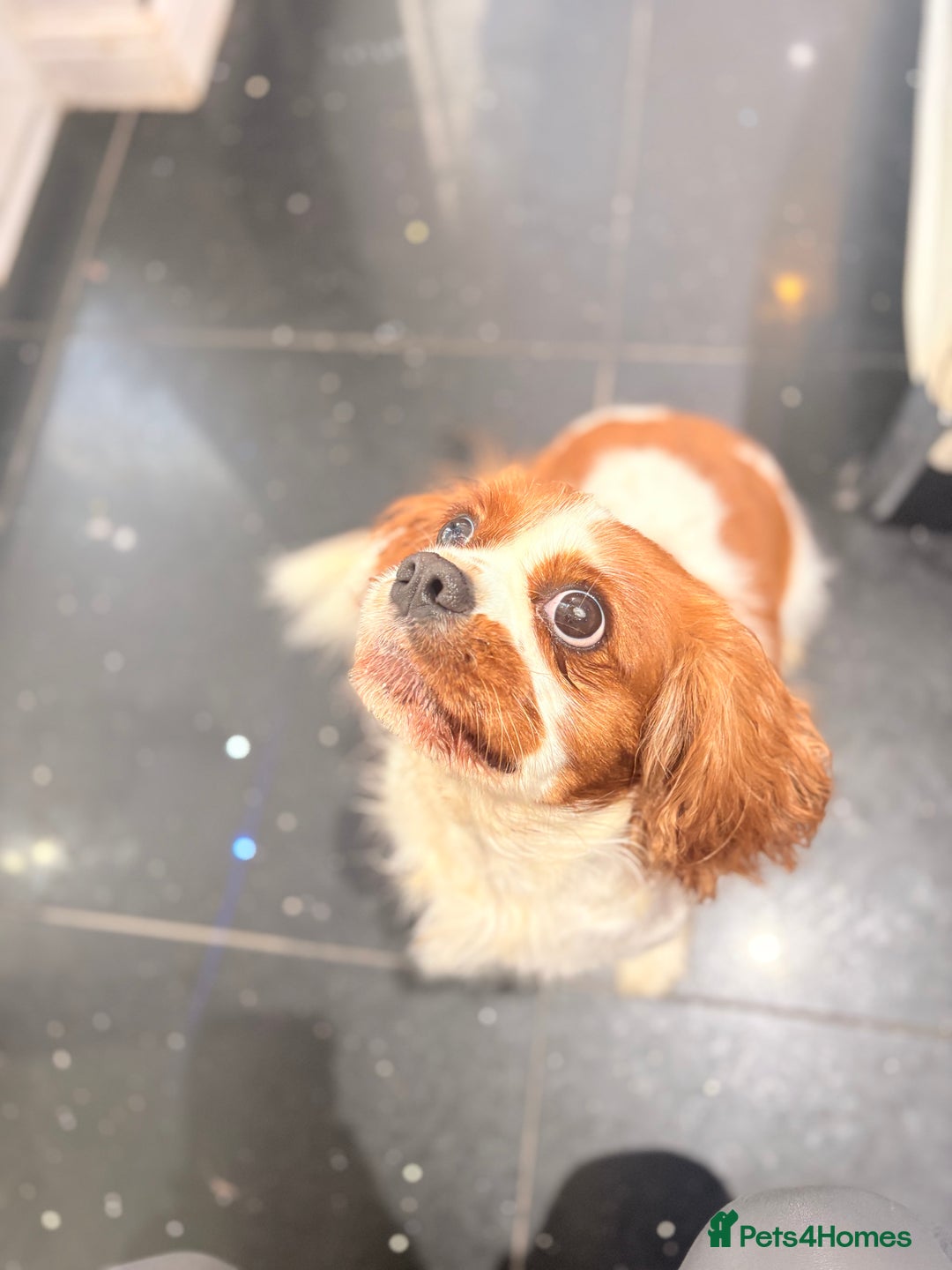 Cavalier King Charles Spaniel dogs for sale: Blenheim Cavalier King Charles spaniel bitch  - Image 4