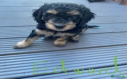 Cockapoo dogs for sale: Cockapoo x Toy Poodle puppies Phantom coloured - Image 2