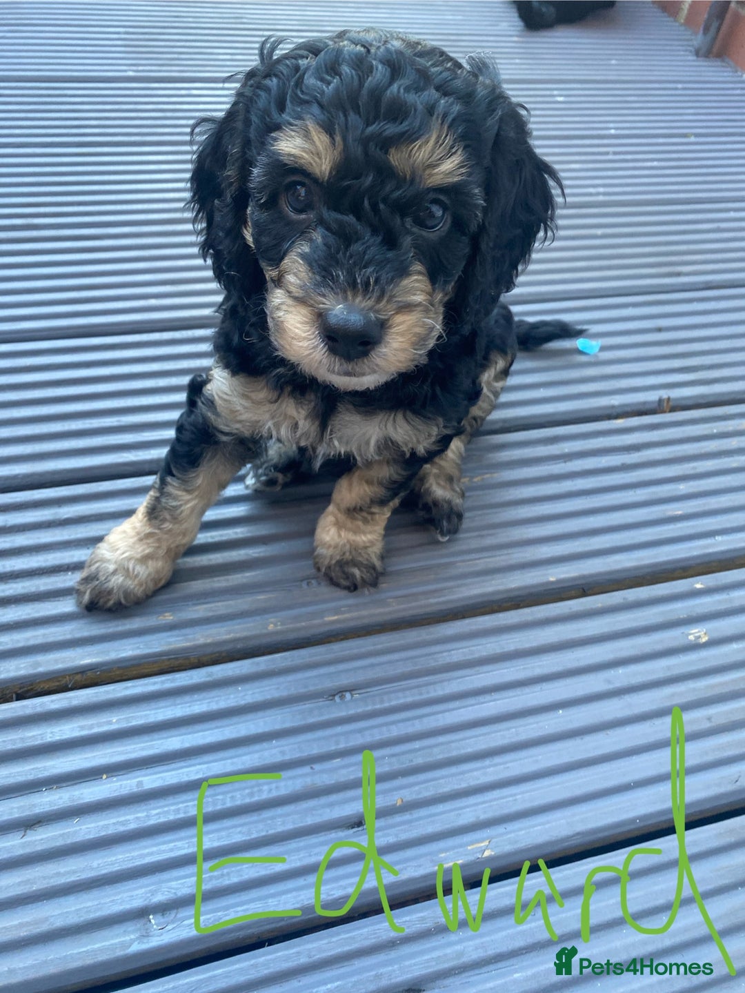 Cockapoo dogs for sale: Cockapoo x Toy Poodle puppies Phantom coloured - Image 2